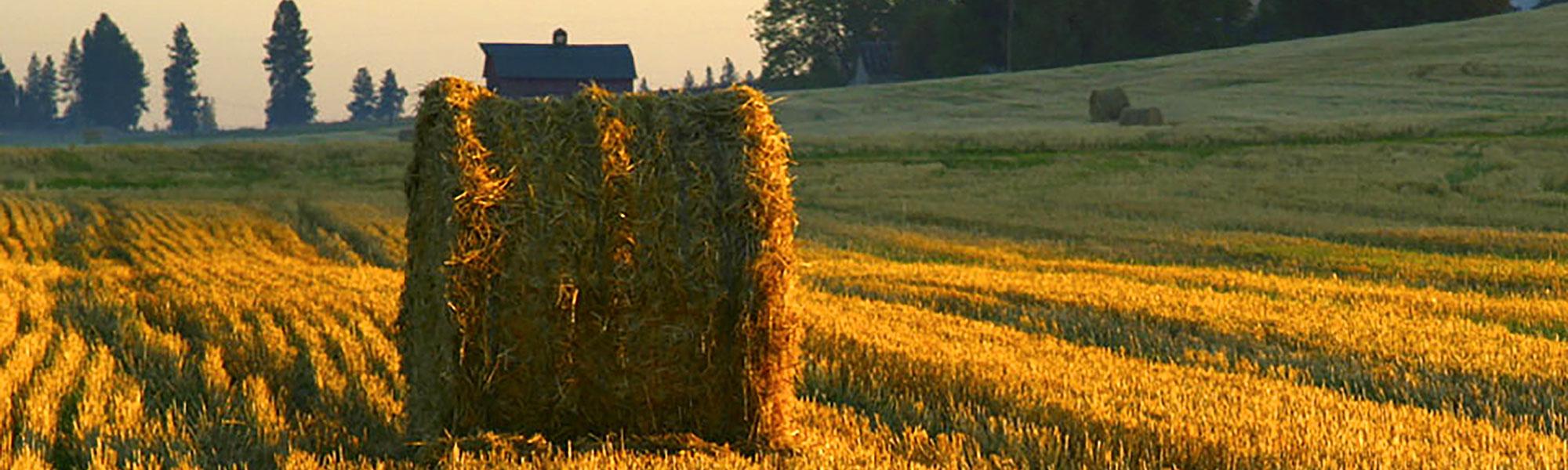 Image of large hay bail in field of cut hay